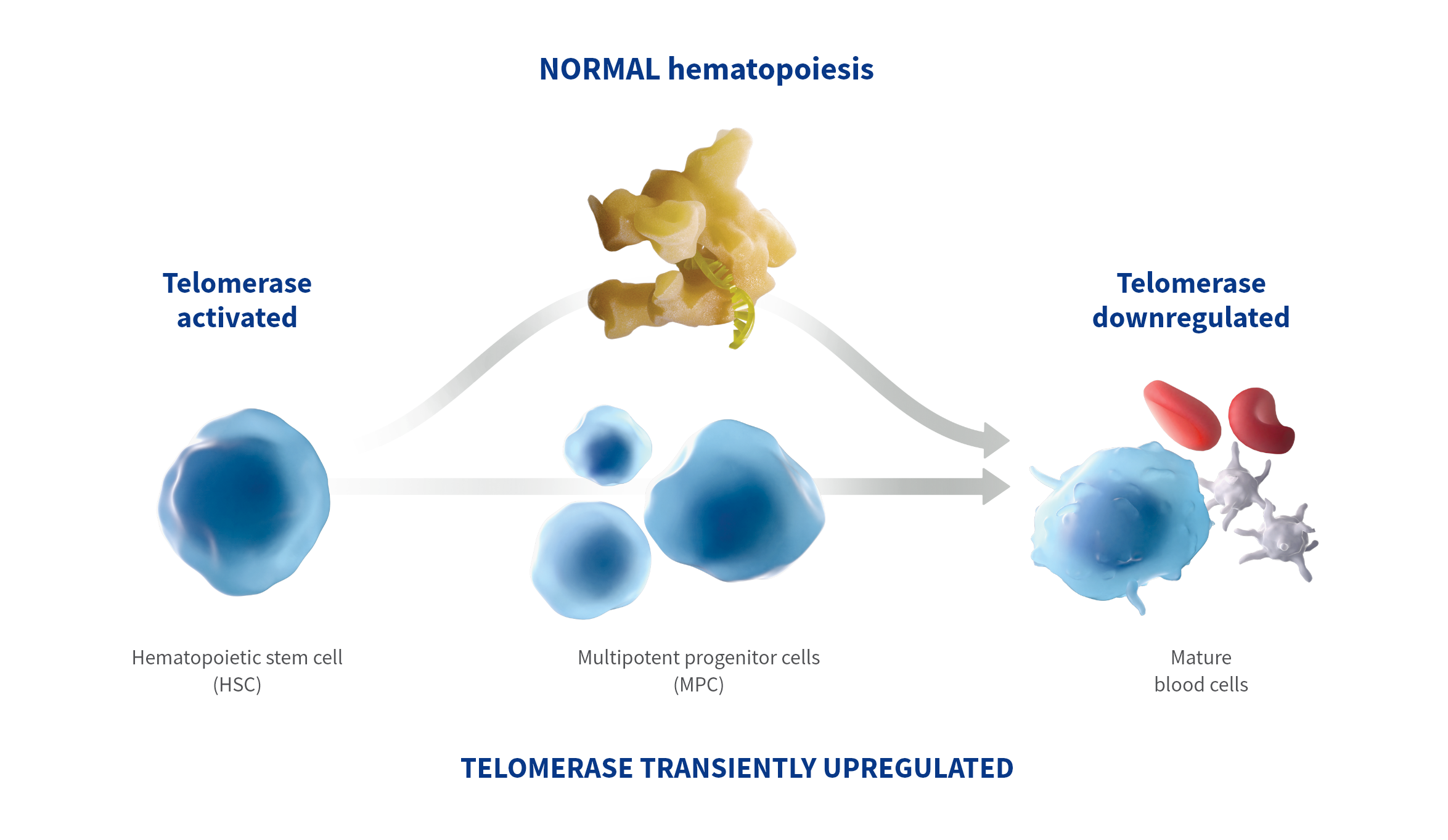 Graphic of a diagram showing stem cells maturing into healthy blood cells while telomerase is active.